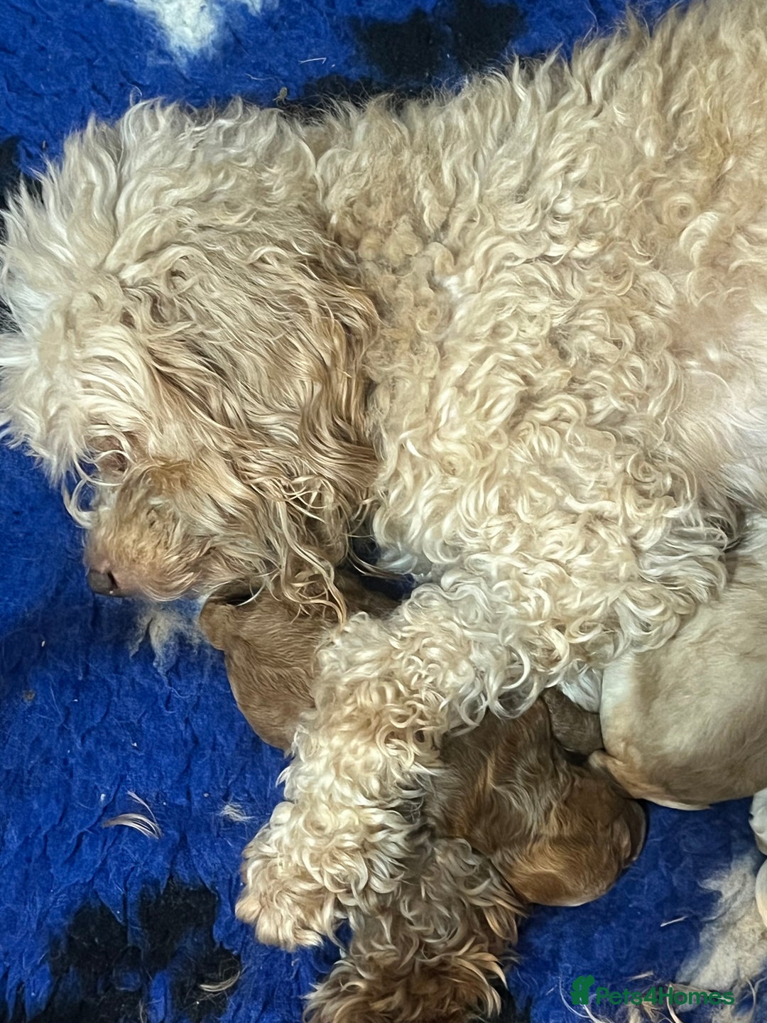 Cockapoo dogs for sale: BEAUTIFUL LITTER OF COCKAPOO  - Advert 1