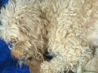 Cockapoo dogs BEAUTIFUL LITTER OF COCKAPOO - Advert 1