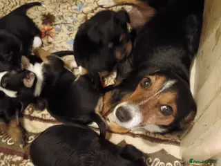 Mixed Breed dogs Yorkshire terrier cross Jack Russel - Advert 10