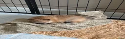 Pomeranian dogs for sale: 🧡 KC ORANGE SABLE POMERANIAN GIRL 🧡 in Thirsk - Advert 6