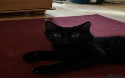 Mixed Breed cats for sale: 3 Kittens ready ASAP  - Image 10