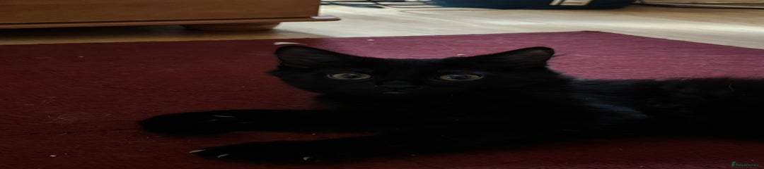 Mixed Breed Kitten 3
