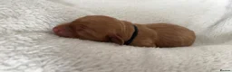 Labrador Retriever dogs for sale: ‼️Gorgeous DARK fox red Labrador puppies‼️ - Advert 17