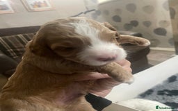 Cockapoo dogs for sale: F1b cockapoo puppies ready now - Advert 33