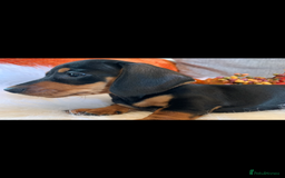 Miniature Dachshund dogs for sale: Minature daschund black and tan female available - Image 9