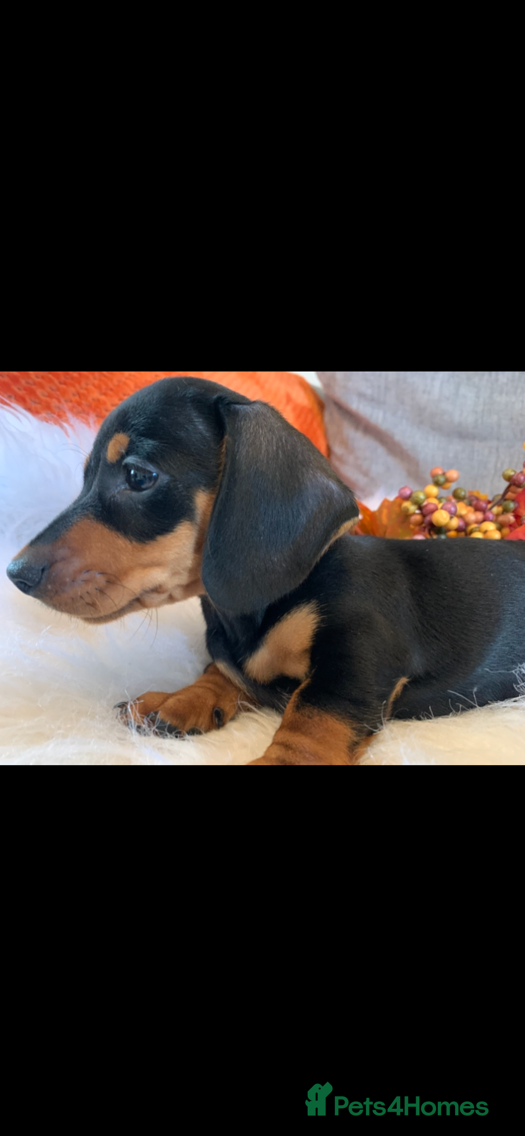 Miniature Dachshund dogs for sale: Minature daschund black and tan female available - Image 9