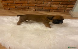 Boxer dogs for sale: 27 Champion bloodline boxers due 14th October  - Image 24
