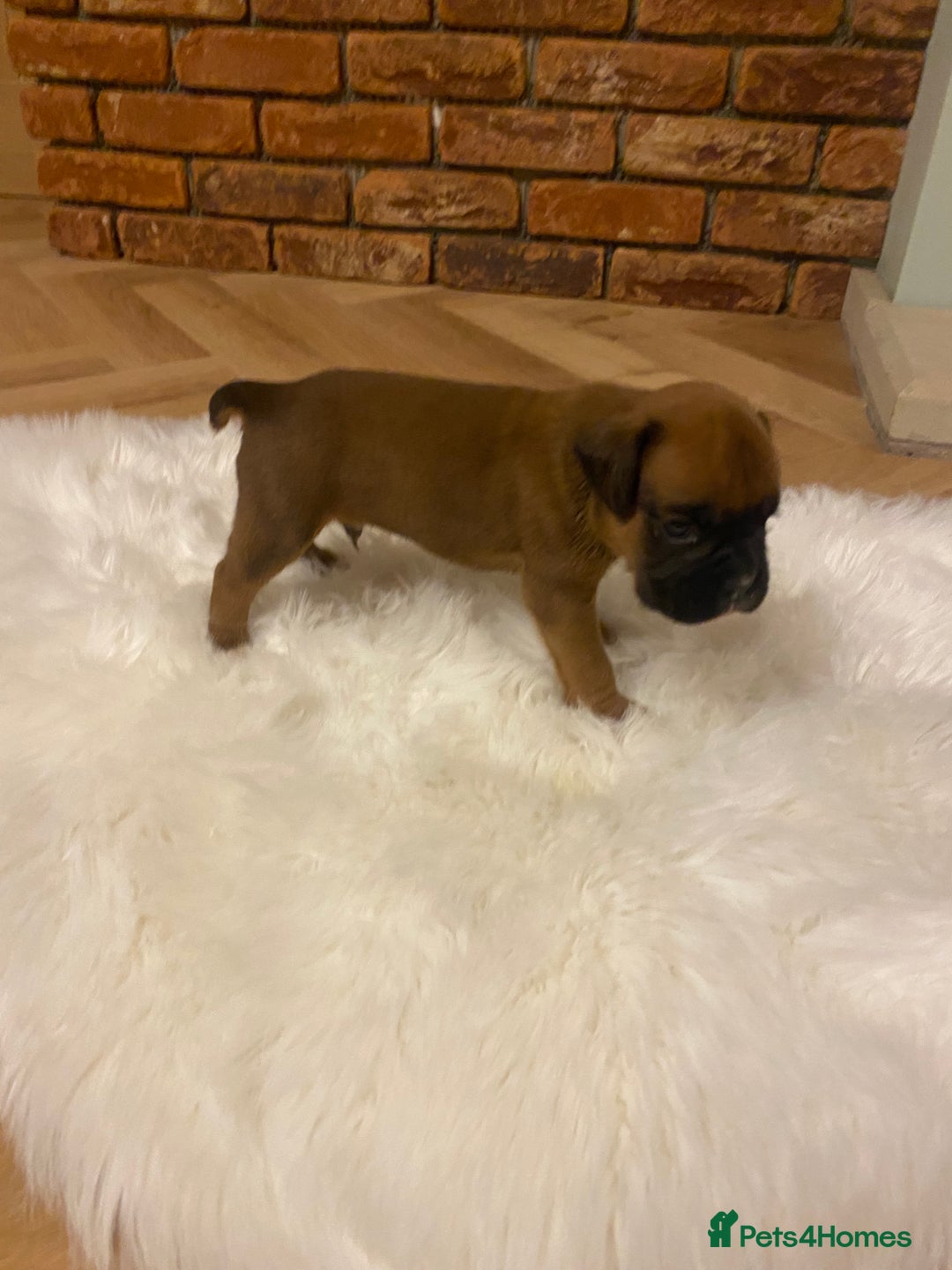 Boxer dogs for sale: 27 Champion bloodline boxers due 14th October  - Image 24