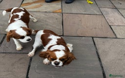 Cavalier King Charles Spaniel dogs for sale: Cavalier King Charles spaniels 💕 💙 💙 - Image 4