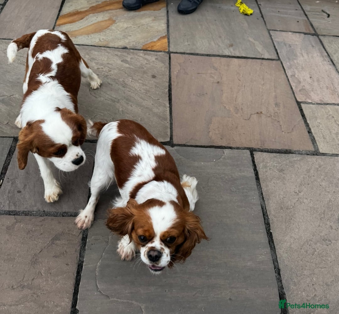 Cavalier King Charles Spaniel dogs for sale: Cavalier King Charles spaniels 💕 💙 💙 - Image 4