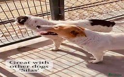 Mixed Breed dogs for adoption: Silas. 4 yrs approx. Available for adoption. in Brixham - Image 15