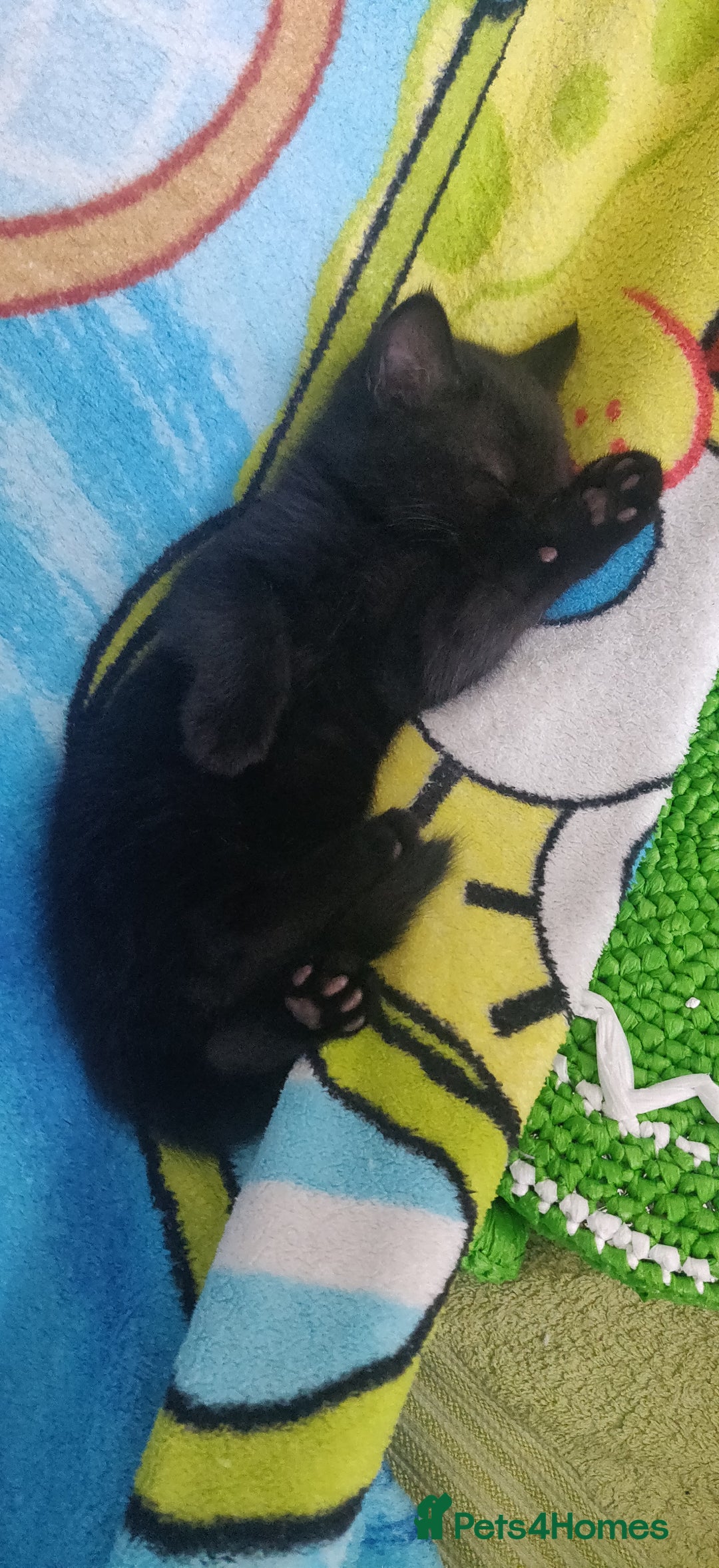Bombay cats for sale: 4 adorable kittens for sale mixed breed litter ⁠♡ - Image 12
