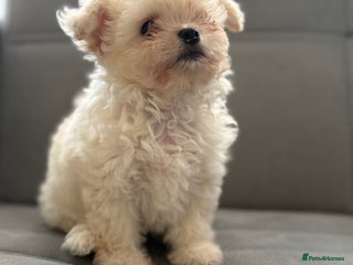 Mixed Breed dogs - Advert 36