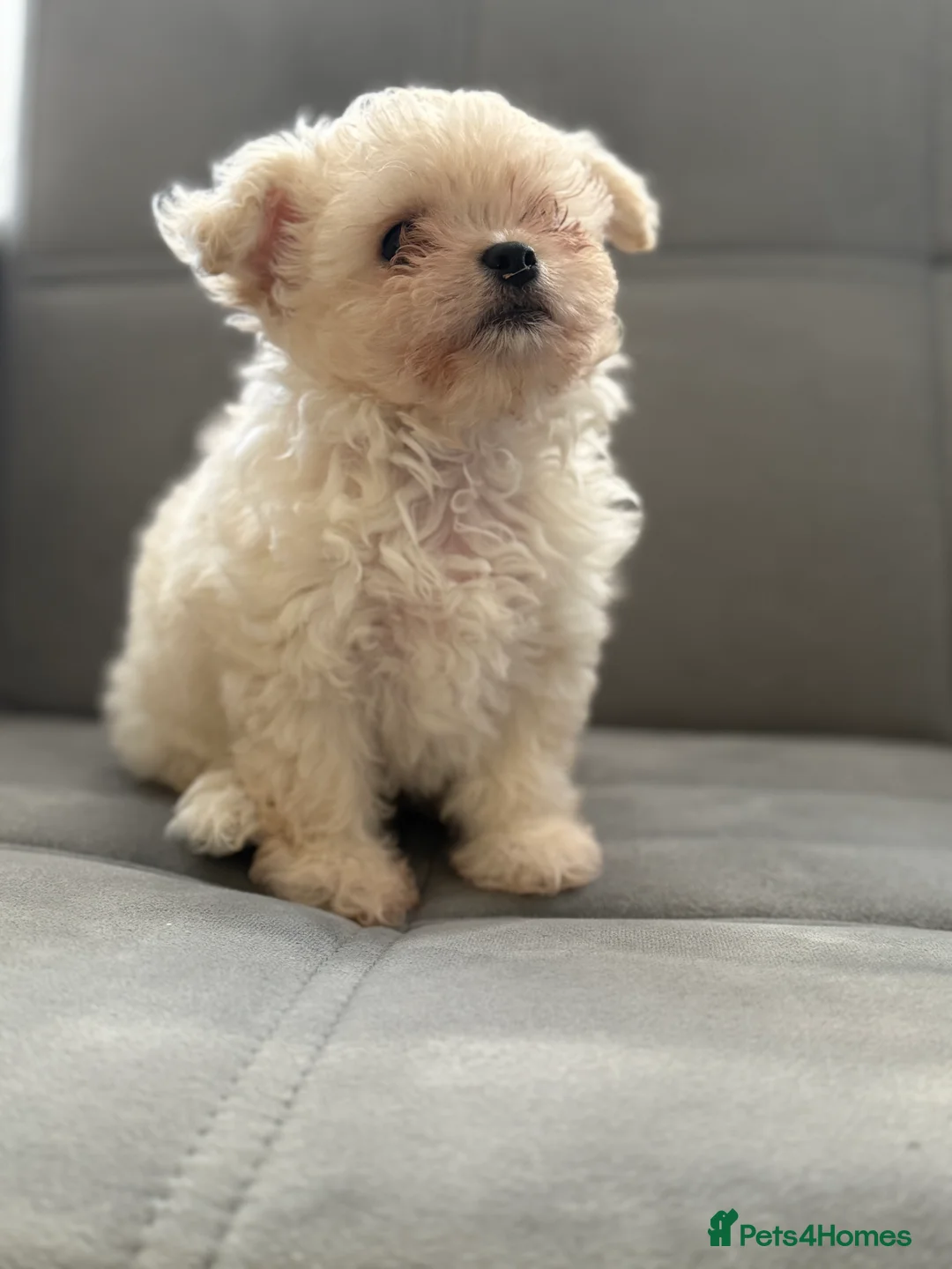 Mixed Breed dogs for sale: Adorable & Clever Chihuahua X Terrier Pup (Bobby) - Advert 1