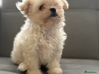 Mixed Breed dogs Adorable & Clever Chihuahua X Terrier Pup (Bobby) - Advert 15