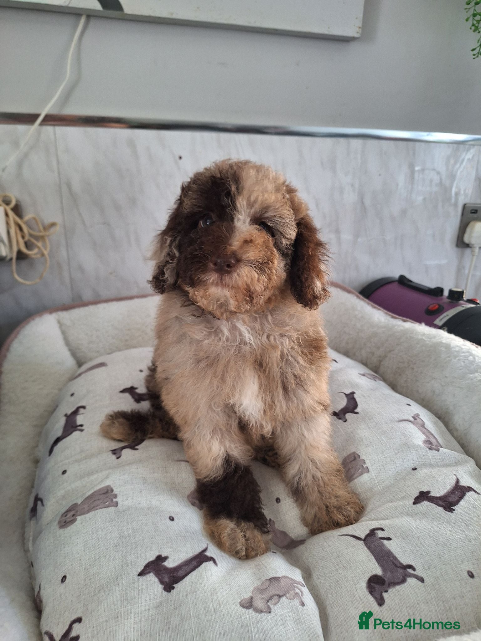 Toy Poodle dogs SUPERB TOY POODLES READY NOW - Advert 10