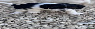 Mixed Breed Puppy 2