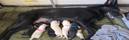 German Shepherd dogs for sale: Exceptional German Shepherd Puppies in Evesham - Advert 1