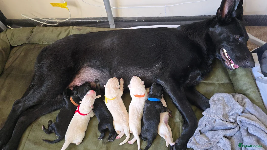 German Shepherd dogs for sale: Exceptional German Shepherd Puppies in Evesham - Advert 1