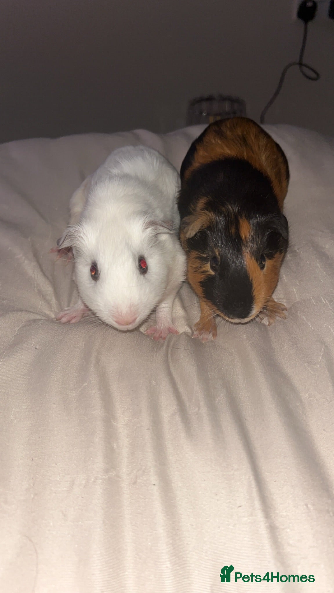 Guinea Pig rodents Two male guinea pigs for sale - Advert 1