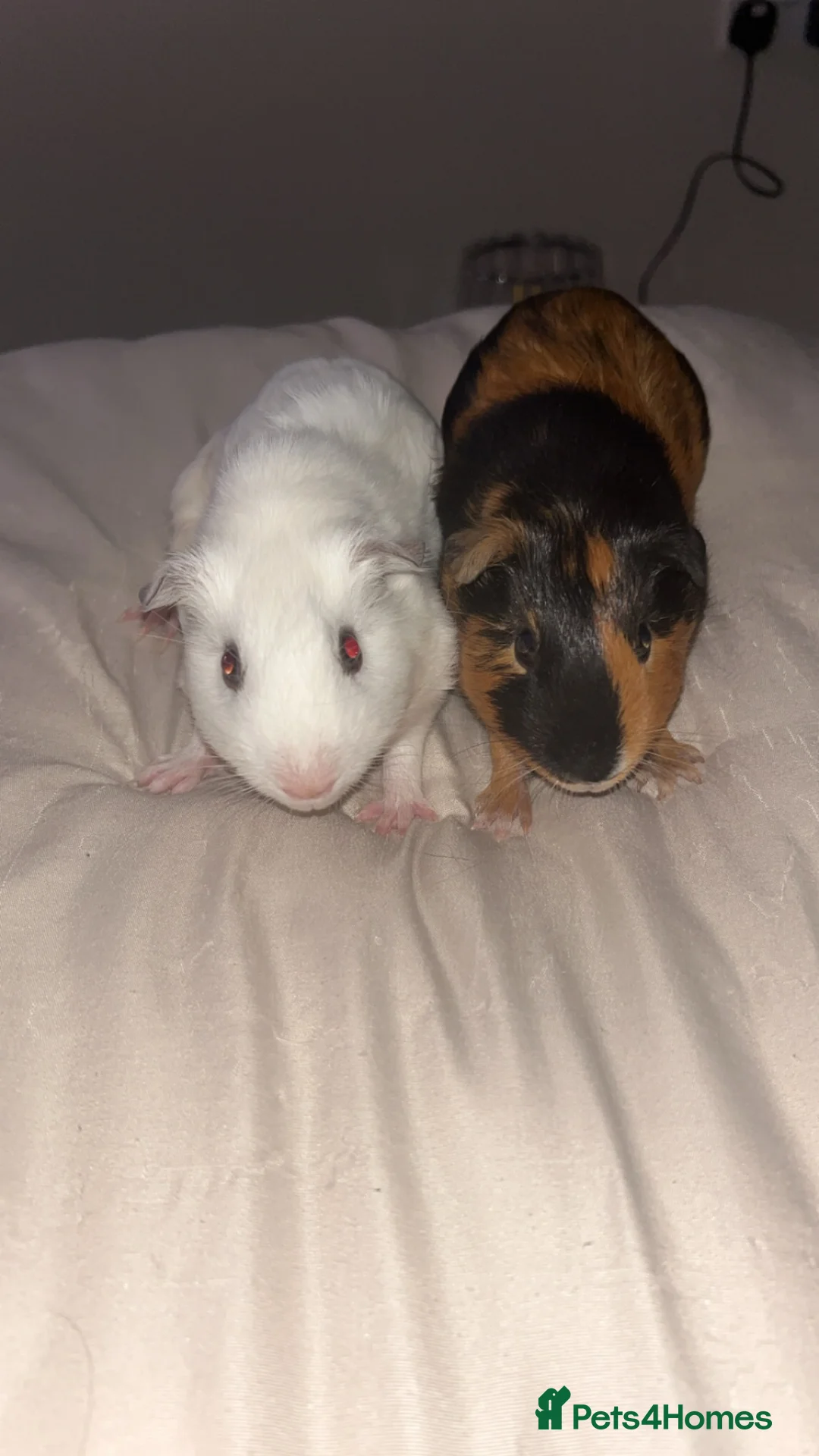 Guinea Pig rodents for sale: Two male guinea pigs for sale - Advert 1