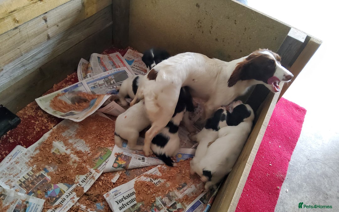 English Springer Spaniel dogs for sale: 3 male Springer Spaniel pups KC Reg and Pedigree - Image 8