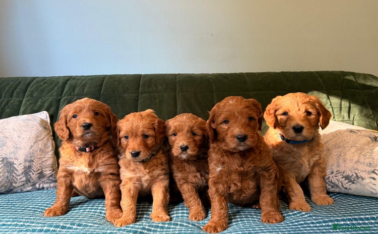Mixed Breed dogs - Advert 3