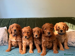 Mixed Breed dogs - Advert 3