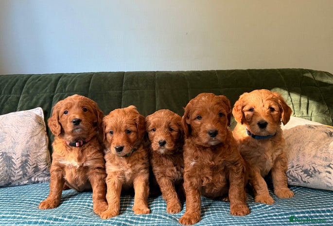 Mixed Breed dogs - Advert 3