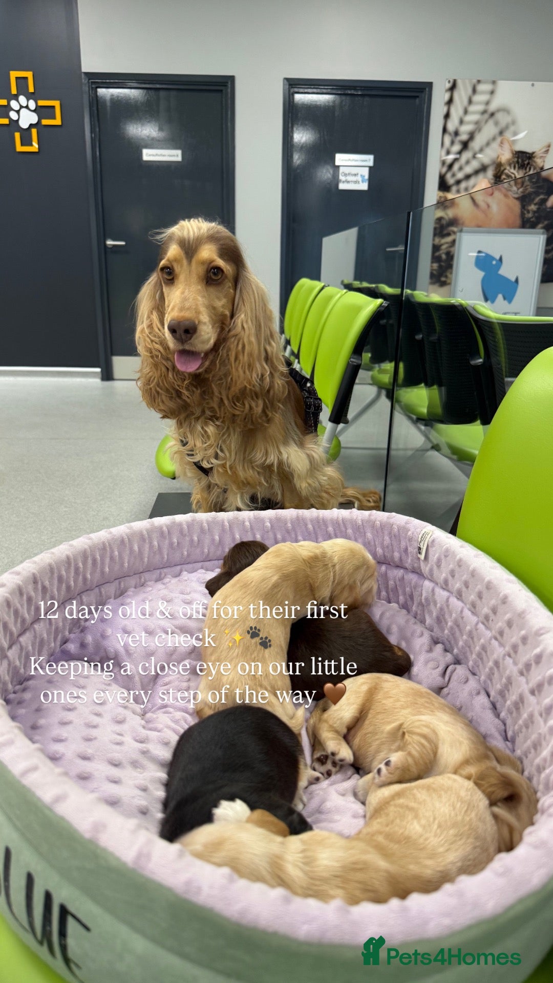 Cocker Spaniel dogs 🤍 KC Show Cocker Spaniels 🤍 - Advert 2