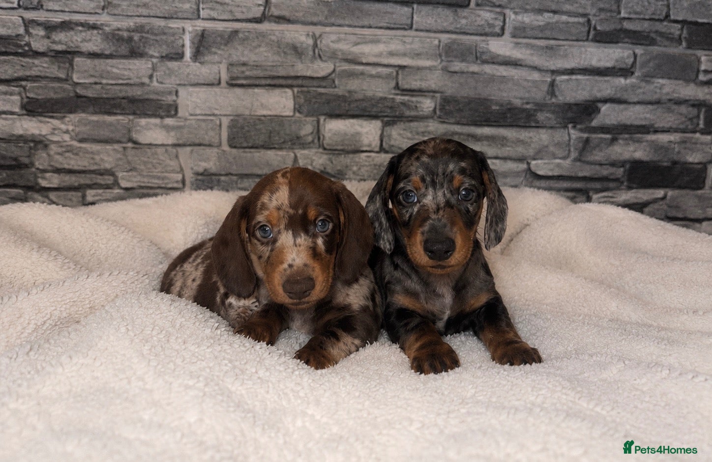 Miniature Dachshund dogs for sale: Miniature Dachshund  - Advert 6
