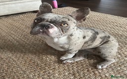 French Bulldog dogs for sale: female merle French bulldog - Image 2