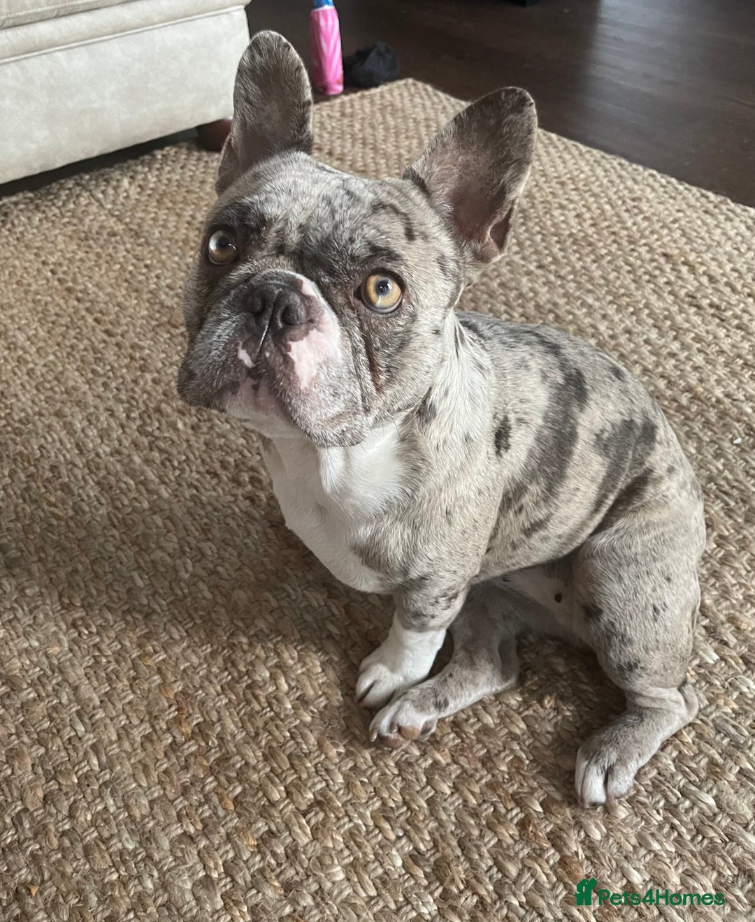 French Bulldog dogs for sale: female merle French bulldog - Image 2