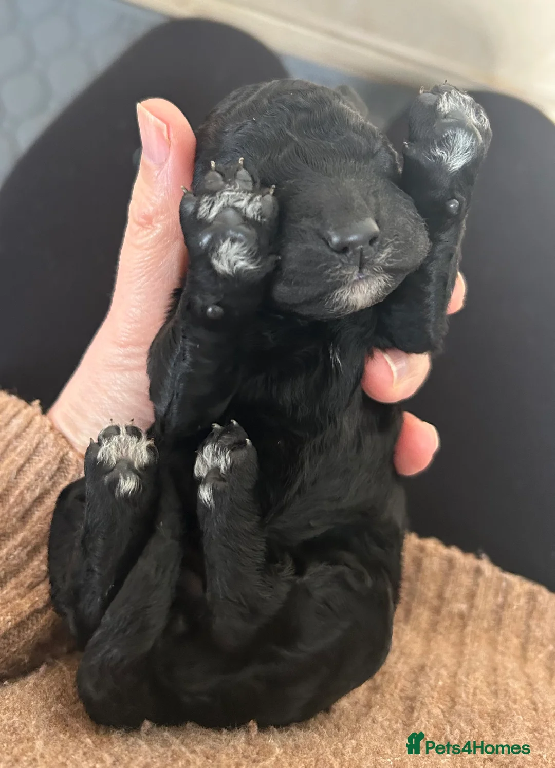 Goldendoodle dogs for sale: Stunning Goldendoodle Pups - Advert 6