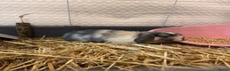 Mini Lop rabbits for sale: Female mini lop for sale!!  in Alton - Advert 4