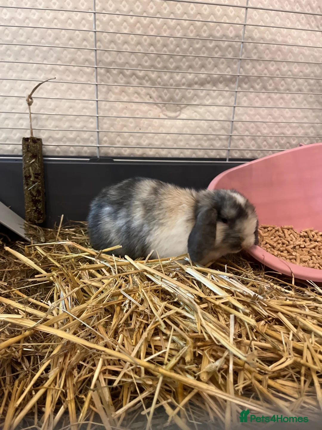 Mini Lop rabbits for sale: Female mini lop for sale!!  in Alton - Advert 4