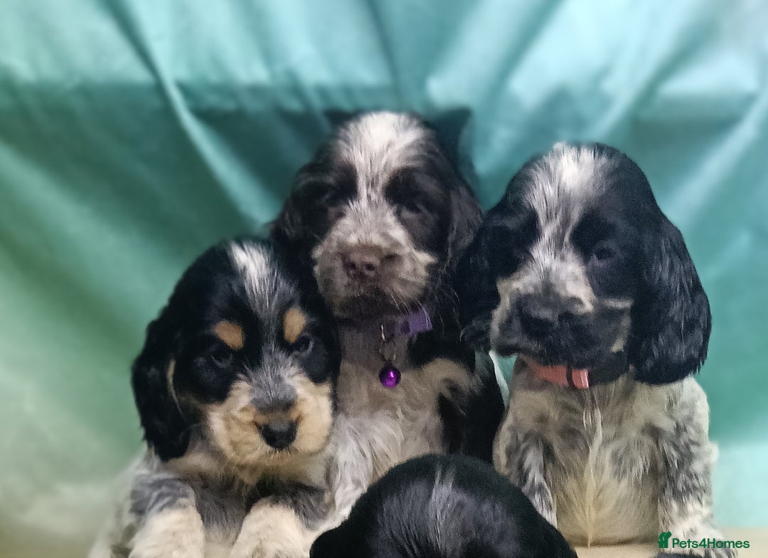 Cocker Spaniel dogs for sale: Show Type blue/Tri/chocolate Roan Cocker Spaniels  - Image 2