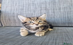 Mixed Breed cats for sale: 3 Bengal mix kittens ready for their new homes - Image 4