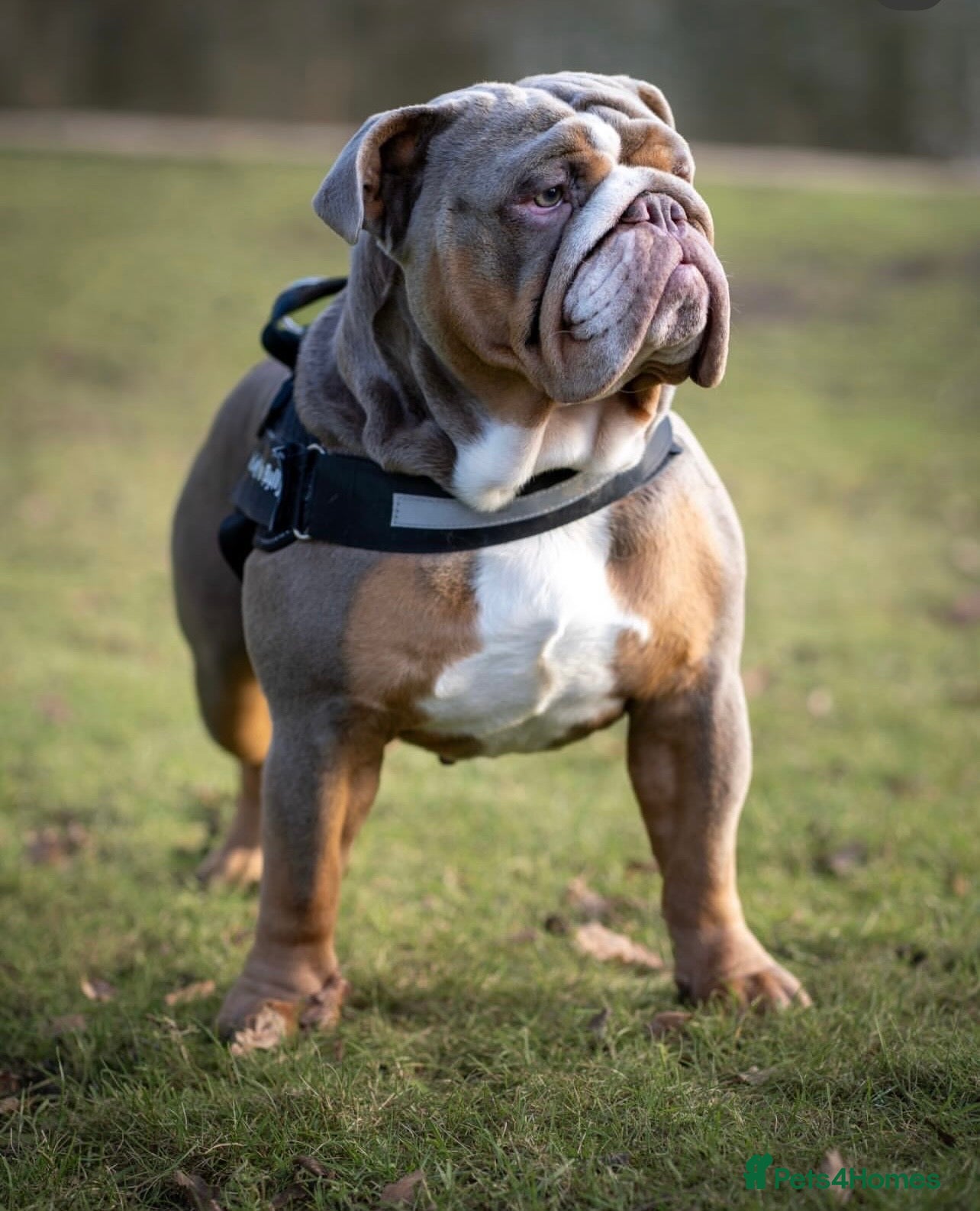 English Bulldog dogs SULLY - ENGLISH BULL DOG KC Registered for Stud - Advert 1
