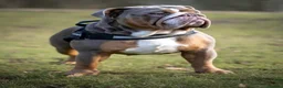 English Bulldog dogs for stud: SULLY - ENGLISH BULL DOG KC Registered for Stud - Advert 1