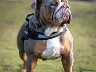 English Bulldog dogs SULLY - ENGLISH BULL DOG KC Registered for Stud - Advert 1
