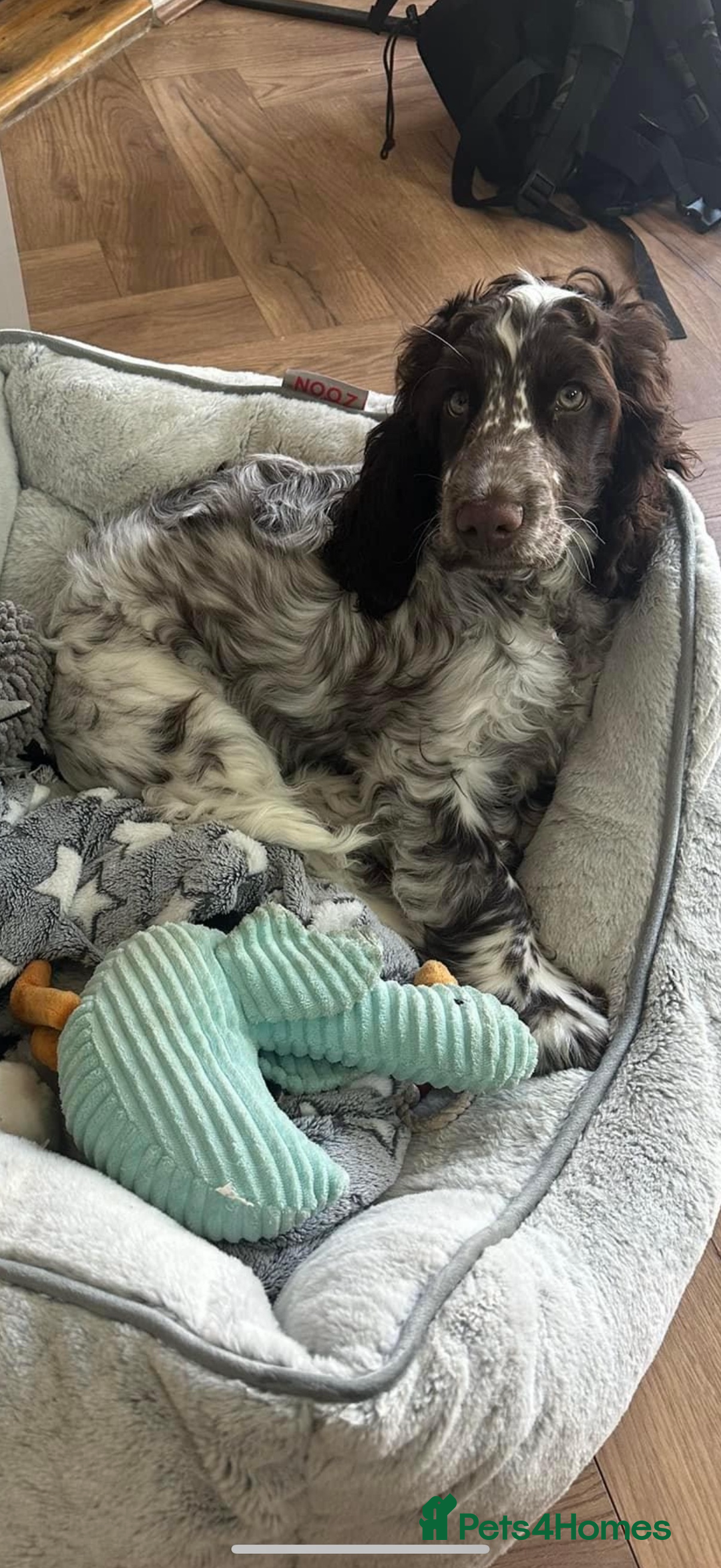 Cocker Spaniel dogs for sale: Gorgeous Show Type Cocker Spaniel Puppies  - Advert 15