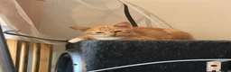 Domestic Shorthair cats for sale: Ginger cats - Advert 4