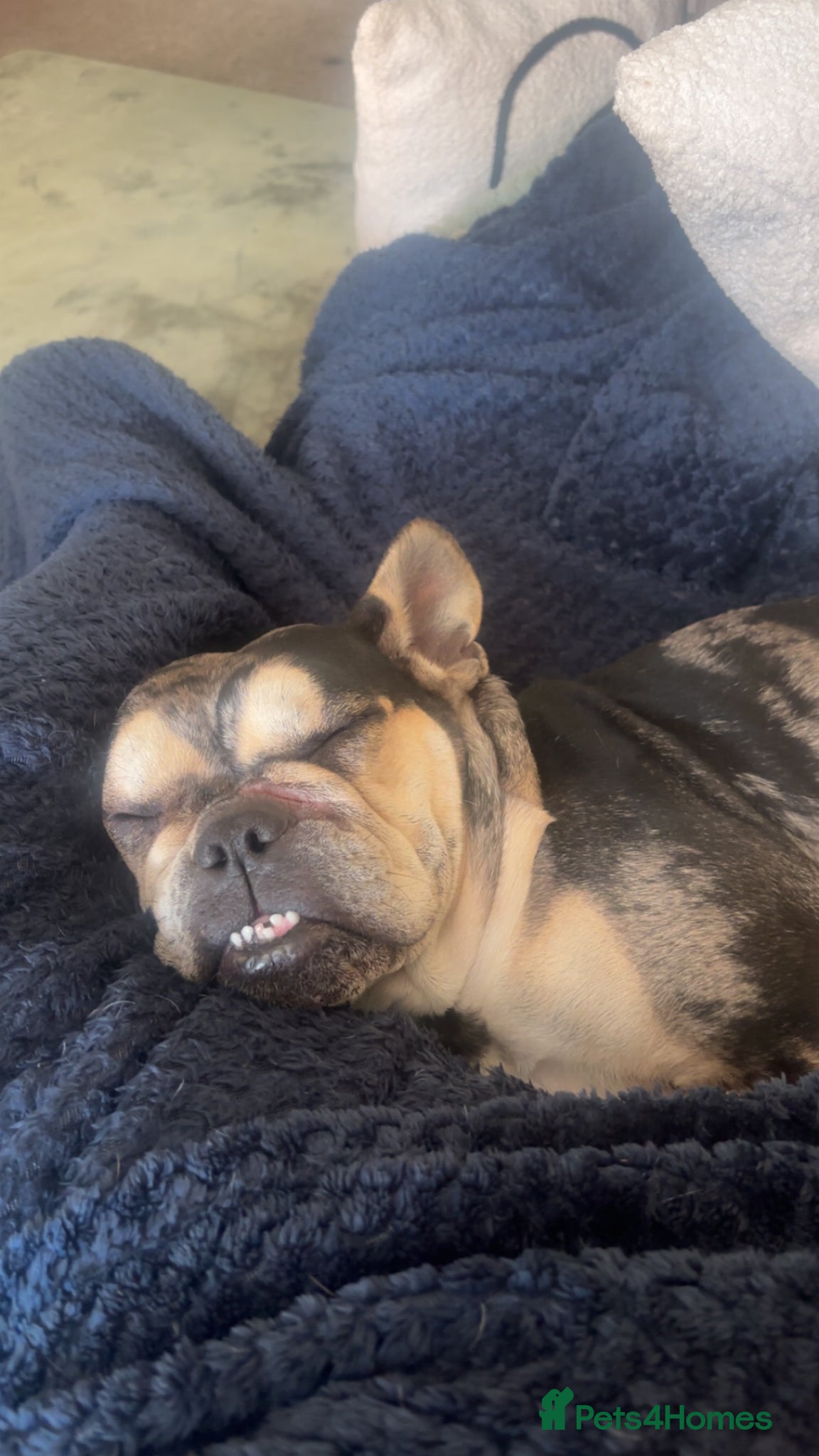Mixed Breed dogs for sale: French bulldog cross  - Advert 4