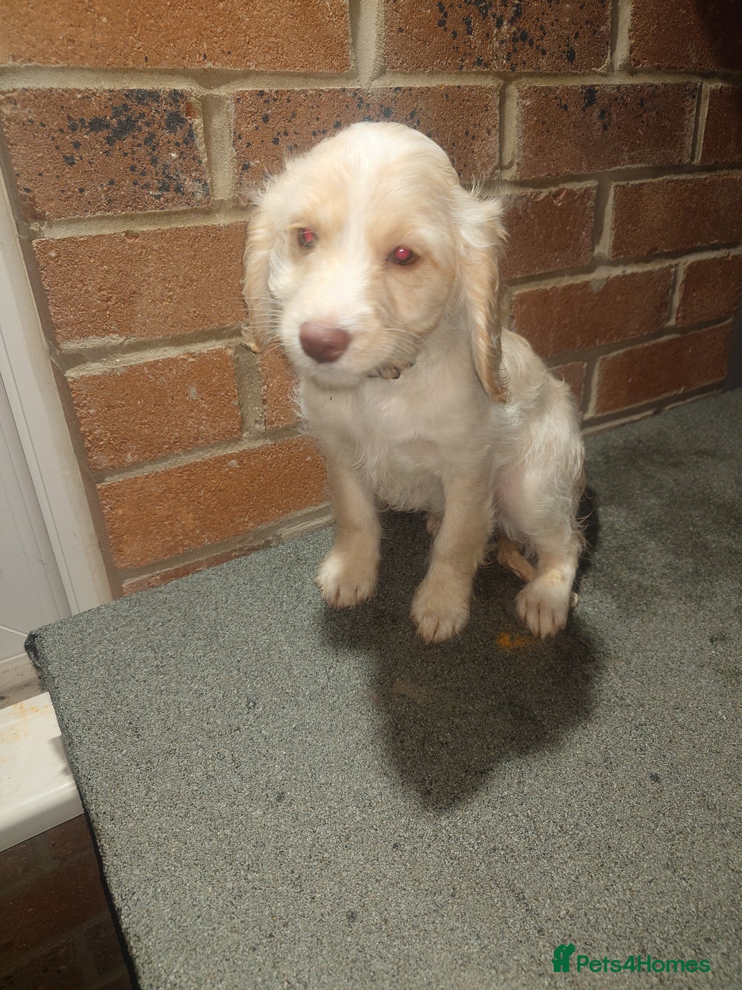 Cockapoo dogs for sale: Ready now stunning cockapoo girls - Advert 29