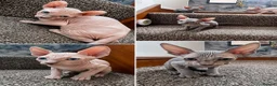 Sphynx cats for sale: 🐈‍⬛🐾 Sphynx elf's / Canadian kittens  - Advert 1