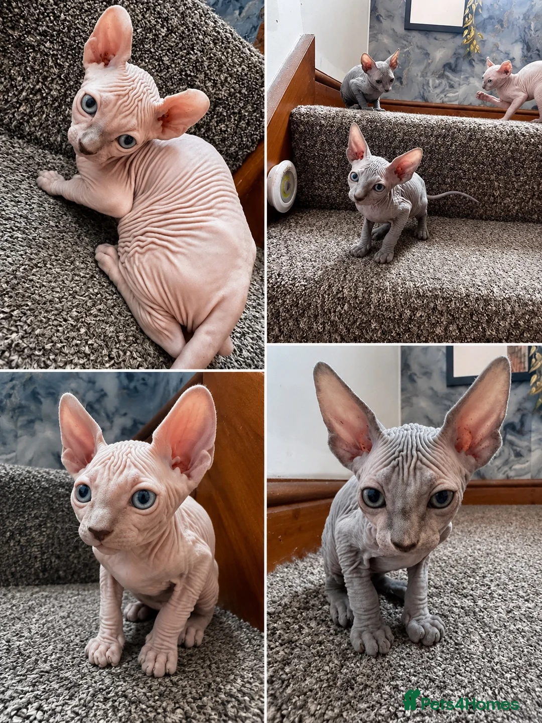 Sphynx cats for sale: 🐈‍⬛🐾 Sphynx elf's / Canadian kittens  - Advert 1