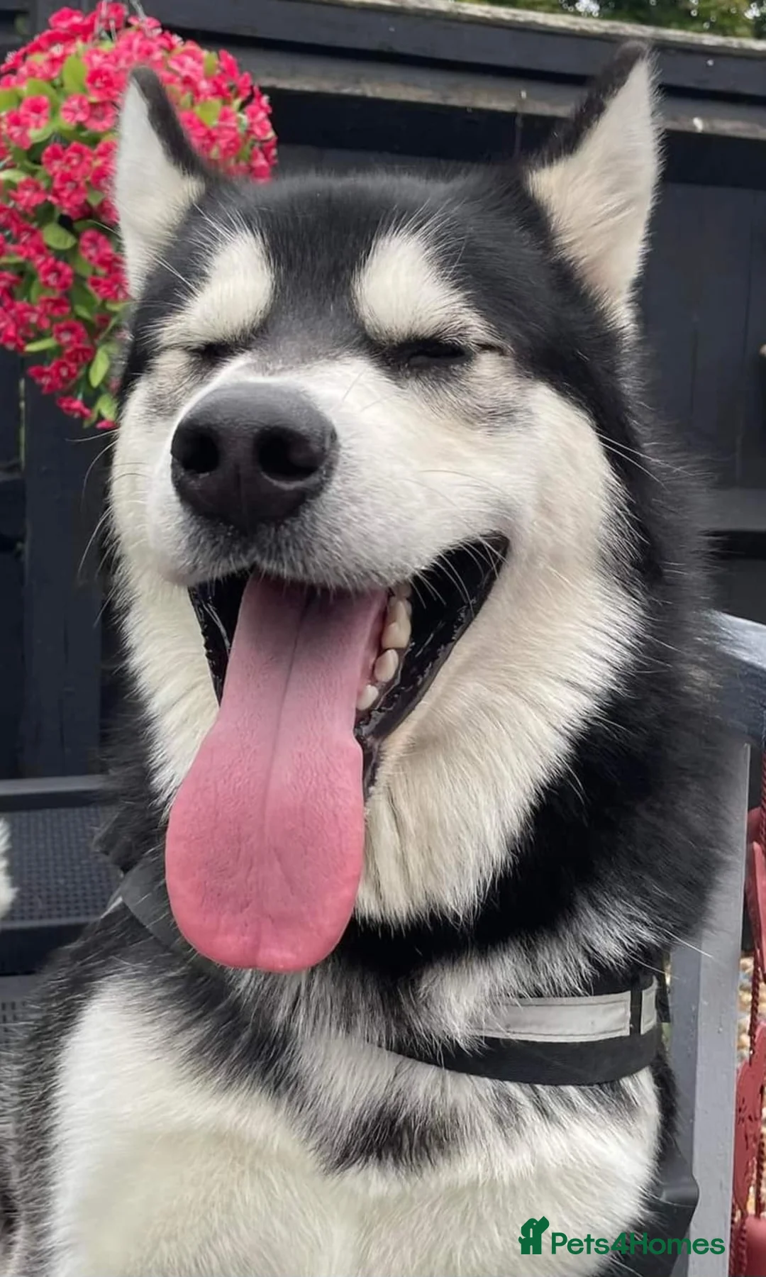 Alaskan Malamute dogs for stud: "Proven" Alaskan malamute for stud  in Sheffield - Advert 4