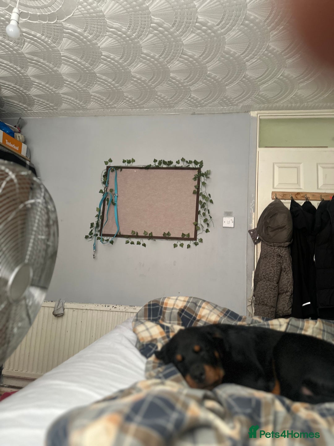 Rottweiler dogs for sale: 1 boy 5 months Rottweiler pup - Image 10