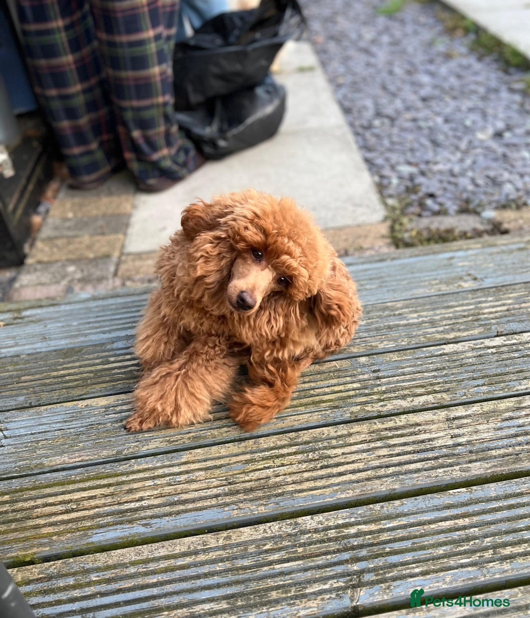 Toy Poodle dogs for sale: ⭐Quality KC Toy Poodle⭐ - Advert 4